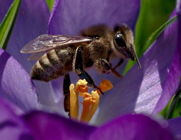 Bee in Flower