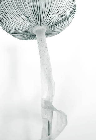 Ghost Fungus