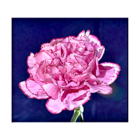 Pink Carnation 20x20