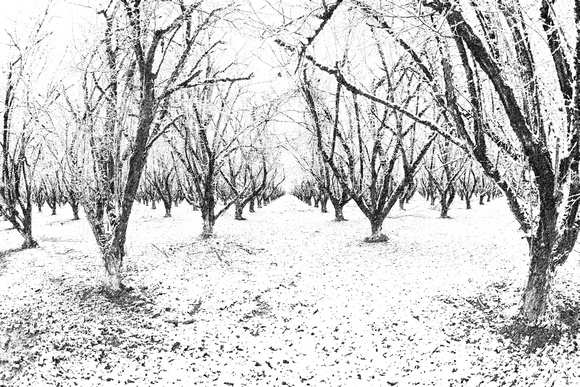 Hazelnut Grove in the Snow